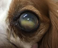 Cataracts, glaucoma, sards, trauma, retinal diseases and diabetes.while any breed can be affected, the following pure breeds are more prevalent than mixed breeds to genetically be inclined to develop cataracts: An Overview Of Canine Glaucoma