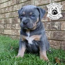Tricolor In The American Bully Triline Kennels