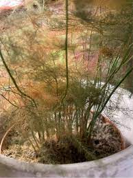 We did not find results for: Reviving My Asparagus Fern Gardening Landscaping Stack Exchange