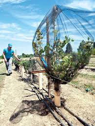 They are classified in the section cyanococcus within the genus vaccinium. Blueberry Trees Good Fruit Grower