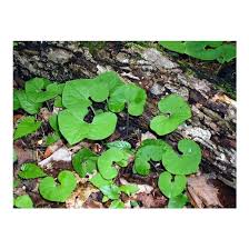 Wild ginger is not related to the commercial species that is acquired from a different plant (zingiber officinale) used in traditional cooking today. Asarum Canadense Canadian Wild Ginger Broken Arrow Nursery