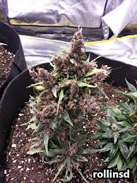 The flowering time lasts a mere 8 weeks. How To Grow Auto Flowering Cannabis Strains Grow Weed Easy