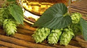 Las cápsulas fueron usadas como sustituto del lúpulo por los primeros colonos. Los Ingredientes De La Cerveza El Lupulo El Menos Conocido