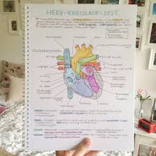 Pin Von Kuebra Auf Schule In 2020 Medizin Studieren Zahnmedizin Biologie Studium