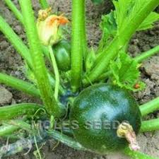 Vegetable spaghetti squash cucurbita pepo var. Courgette F1 Eight Ball Cucurbita Pepo Var Cylindrica