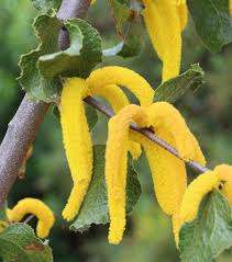 Image result for Acacia lasiopetala