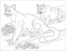 Select one of 1000 printable coloring pages of the category animals. Printable Cougar Coloring Page Coloringbay