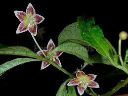 Image result for Bulbostylis sp.no.6