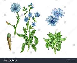 Image result for Cichorium intybus