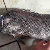 Cara mancing kakap putih di siang hari. 1