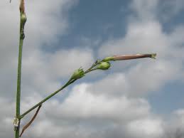 Image result for Schwenckia