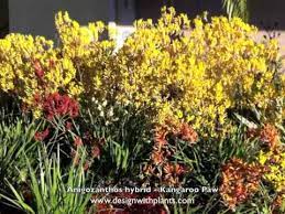 Anigozanthos Hybrids Kangaroo Paw Youtube