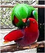 Au Natural Bird Notes Eclectus Species Profile