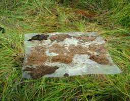 Image result for Agelanthus zizyphifolius