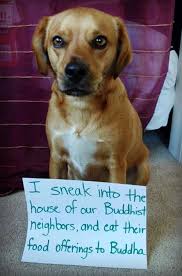 I Sneak Into The House Of Our Buddhist Neighbors And Eat Their Food Offerings To Buddha Dog Shaming Imgur Dog Shaming Funny Dog Shaming Animal Shaming