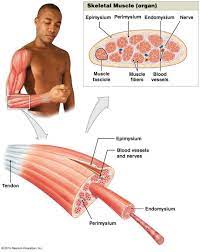 The Organization Of Skeletal Muscles Medical Anatomy Skeletal Muscle Medical Careers