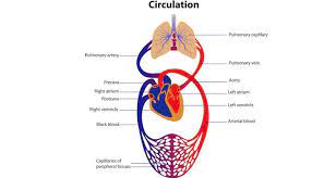 Circulatory System Test Diagram Quizlet