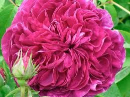 Tous nos rosiers sont vendus sur porte greffe rosa laxa (rosiers adaptés à tous types de sol en particulier aux sols calcaires). Roza Historyczna Charles De Mills 40cm 5litrow Xxl 7218937734 Oficjalne Archiwum Allegro