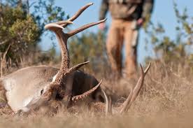 When Is The Best Time To Deer Hunt Grand View Outdoors