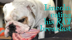 English bulldogs nutritional information what are english bulldog food allergies and how to avoid them with correct food choices? Lincoln Eating His Raw Dog Food Breakfast English Bulldog Youtube