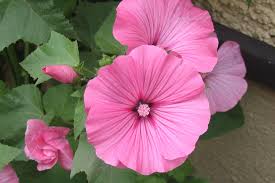 Lavatera Silver Cup Flowers Plants Rose