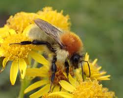Image result for Bombus muscorum