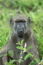 Chacma Baboon Cape Baboon Papio Ursinus Baboon African Animals Primates