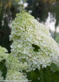 Little Lime Panicle Hydrangea Hydrangea Paniculata Hardy Hydrangea Little Lime Hydrangea Hydrangea Paniculata