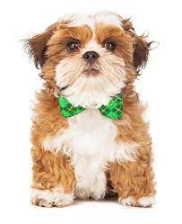 Teddy Bear Puppies Pictures Teddy Bear Dog Shih Tzu Bear Dog Breed