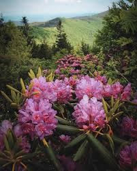 North Carolina Natural United On Instagram Beautiful Rhododendron Blooms In The Black Mountain Area Near Ashevil In 2020 Black Mountain Rhododendron North Carolina