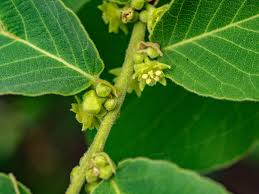 Image result for Bridelia mollis