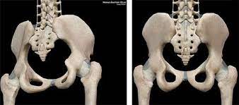 This is so a baby can pass through the pubic outlet, the circular hole in the middle of the pelvic bones, during childbirth. Female Pelvic Bone Anatomy Back View Google Search Anatomy Back Pelvic Bone Lion Sculpture