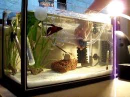 More than 159 self cleaning betta tank at pleasant prices up to 33 usd fast and free worldwide shipping! Tropical Betta Fish Tank Cleaning Sand Youtube