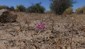 Image result for Peponium sp. A