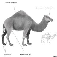 Since it's such an auspicious color, people traditionally as camel milk is a staple food for the people, highly nutritious, good for the bones, and a strengthener of the immune. Realistic Camel Drawing In 4 Steps With Photoshop