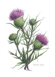 Scottish Thistle Fine Art Watercolor Print Thistle Painting Thistles Art Flower Painting