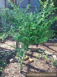 Image result for Sclerochiton hirsutus