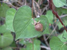 Image result for Ipomoea obscura