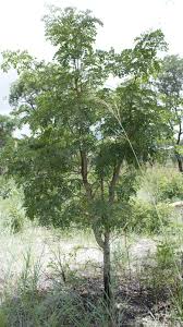 Image result for Erythrophleum africanum