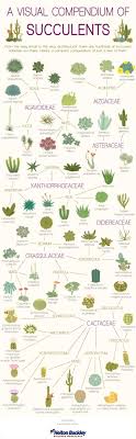 Let's discover the types of succulents and cacti. Different Types Of Succulents Coolguides
