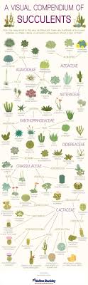 Yep… cacti and succulents can be edible. Different Types Of Succulents Coolguides