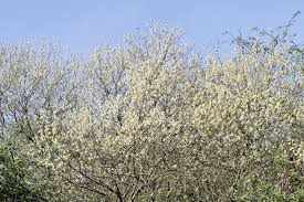 Image result for Goat Willow