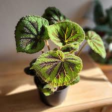 Image result for Begonia meyeri-johannis