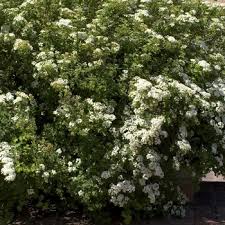 Image result for Spiraea x bumalda ´Crispa