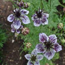 Delft Blue Nigella Nigella Damascena