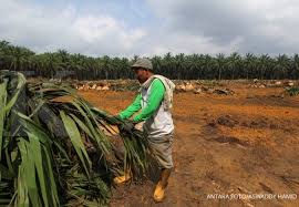 Untuk memperoleh bibit yang unggul maka harus dilakukan dari tetuanya yang unggul pula. Replanting Sawit Buat Terobosan Pemerintah Targetkan Replanting 500 000 Ha Sawit Dalam Tiga Tahun
