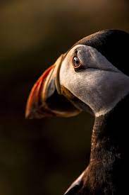 Environment Animal Photography British Wildlife Nature Animals