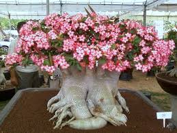 Desert Rose Adenium Obesum Bonsai Empire