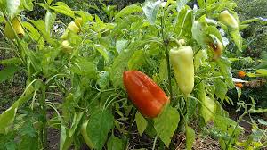 Kombination von sich nicht störenden pflanzen. Paprika Anbauen Gemusepaprika Peperoni Chili Freilandanbau