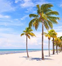 Royal palm south beach miami a tribute portfolio resort, miami beach. Palm Trees On A Beautiful Sunny Summer Afternoon In Miami Beach Stock Photo Picture And Royalty Free Image Image 45535848